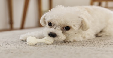 Ȱ���̹���